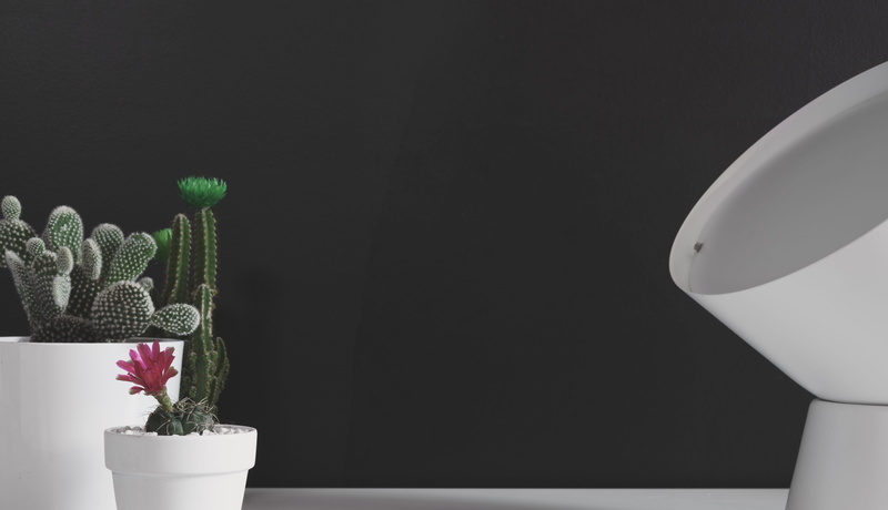 two, sharp, flowering cacti, houseplants, cactuses, flower, decoration, houseplant, growth, colors, cactus, flowering plants, nature, prickly, focus, vase