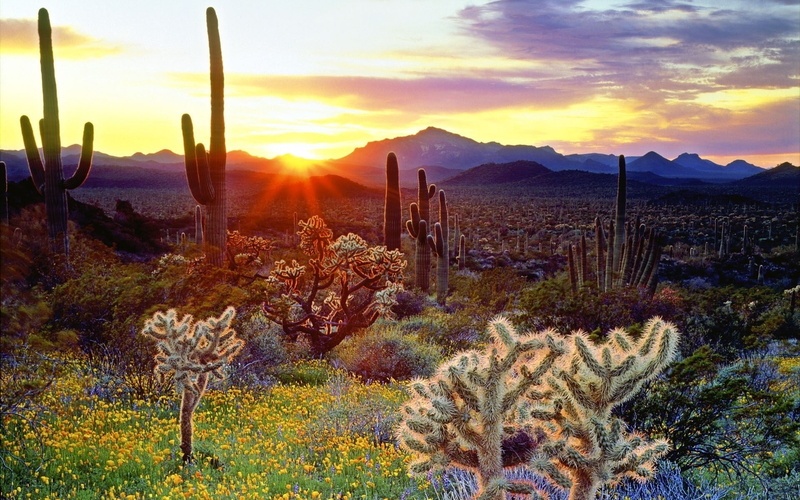 cactus, sky, scenics - nature, succulent plant, nature, tranquil scene, environment, sunset, Prickles, Bushes, Cactuses, sunlight, Yellow, saguaro cactus