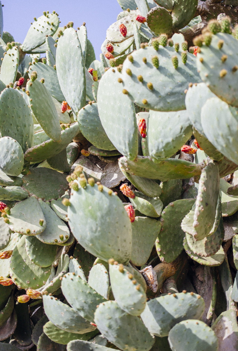 plant, day, cactu, nature, beauty in nature, closeup, flower head, food, dry, malta, 4K, dessert, leaf, green color, cake, freshness, flowering plant