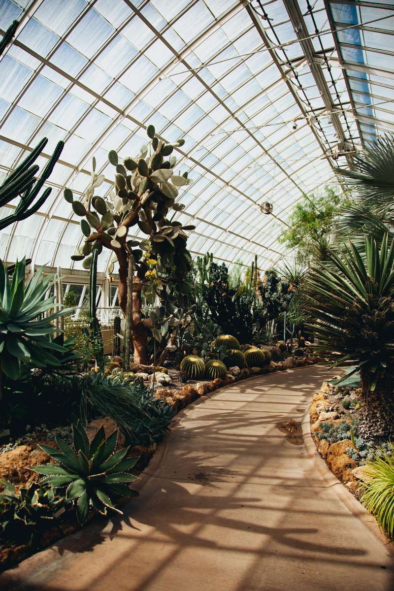 grow, new york botanical garden, cactus, green, autumn, plant nursery, built structure, cactuses, path, green color, beauty in nature, 5K, growth, plant