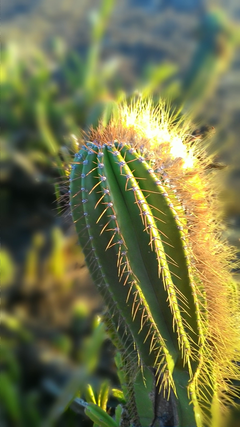 cactus thorn, beauty in nature, outdoors, vulnerability, day, plant, Thorn, catctus, spikes, selective focus, spiky, focus on foreground, 2K, no people