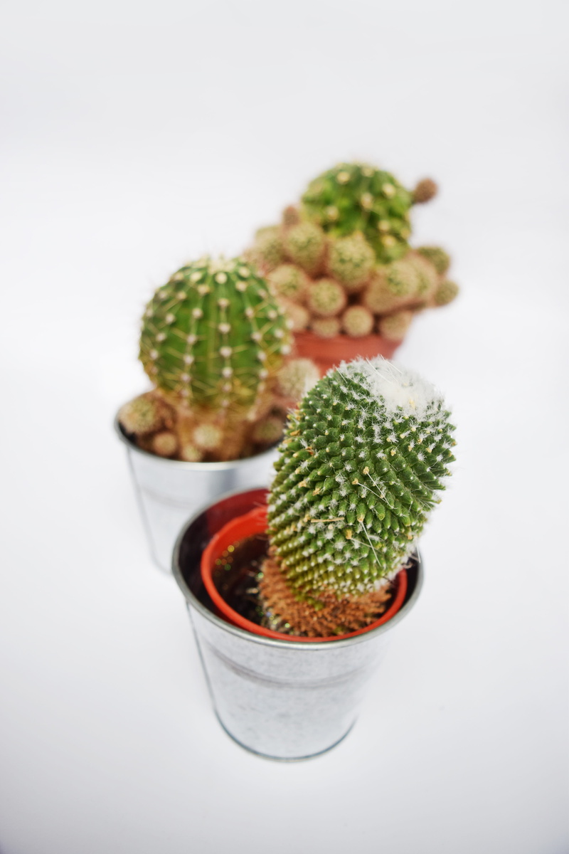 wellbeing, cactus, growth, plant, cut out, food, garden, close-up, design, houseplant, pot, no people, glass, botany, prickly, indoors, exotic, decorative