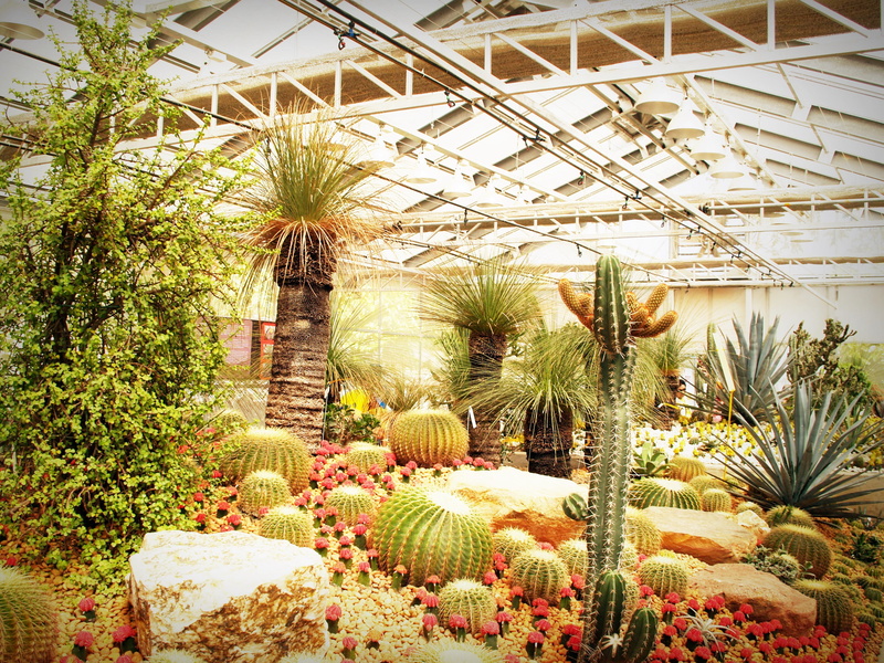 succulent plant, botanical, colors, cactus, plant nursery, palm tree, thorns, garden, plant, growing, cactuses, stones, botany, beauty in nature, leaves