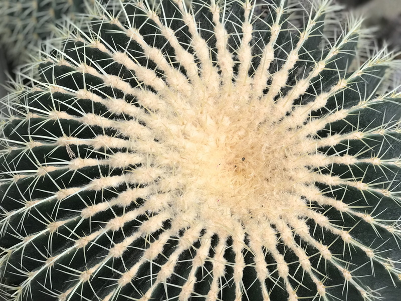 spiked cactus, exotic, ukraine, 4K, sign, no people, decorative, cactus, pattern, spiked, close-up, garden, sharp, green, nature, background, natural pattern