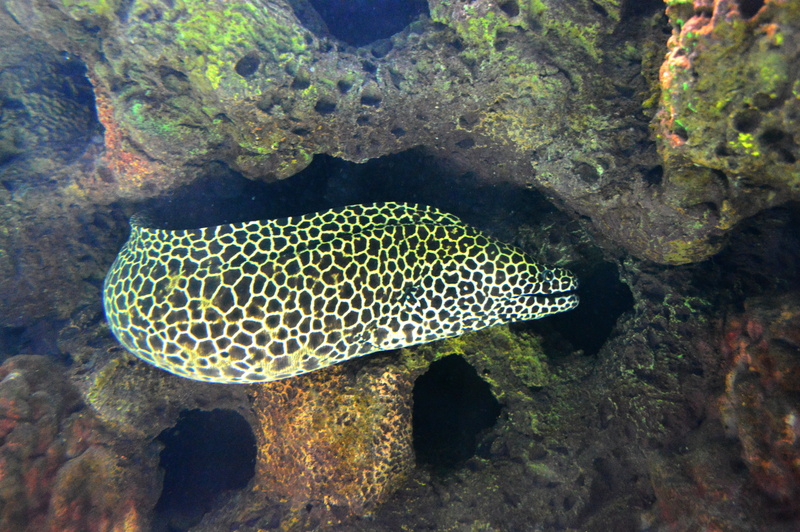 ocean, vertebrate, nature, animal wildlife, underwater, swimming, sea life, aquatic, solid, one animal, water, 5K, aquarium, animals in the wild, saltwater