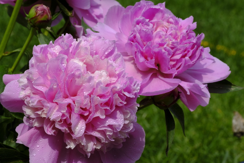 flower arrangement, flowering plant, beauty in nature, inflorescence, plant, botany, 5K, vulnerability, close-up, dew, rose, wet, peony, map, outdoors