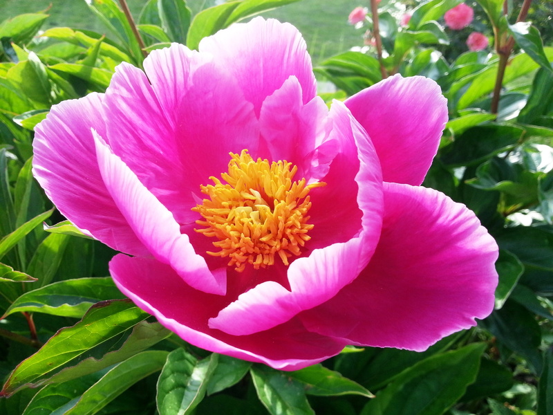 freshness, springtime, pentecost, summer, plant, flower Head, spring, flower, fragility, green, paeonia, growth, flowering plant, peony, ornamental plant
