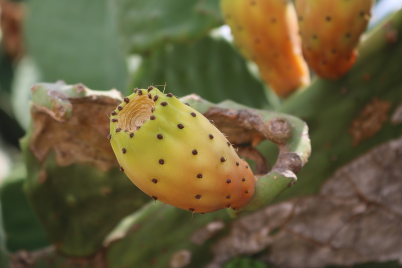 mediterranean, close, cactus fruit, close-up, fruit, edible, cactus greenhouse, spur, food and drink, cactus, prickly pear cactus, outdoors, cactaceae