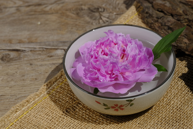 rose, purple, table, beauty in nature, peony, flower head, petal, coupon, map, relaxation, temptation, 5K, nature, pink color, close-up, vulnerability