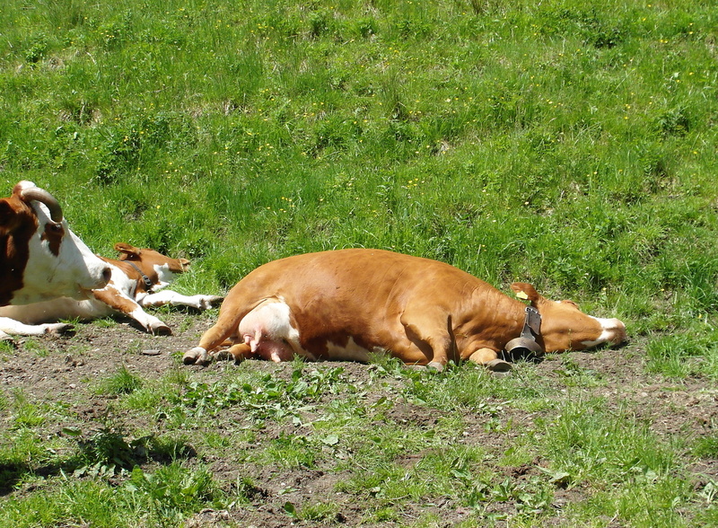 mammal, canine, dog, Cow, vertebrate, Pasture, alm, pets, Heat, field, domestic animals, domestic, animal, animal themes, 2K, 2014, group of animals, herbivorous