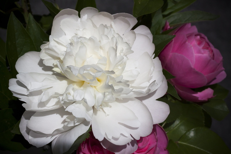 white, growth, bouquet, petal, flower, nature, blossom, no people, pink, rose, spring, pink color, inflorescence, fragility, peony, flower head, plant