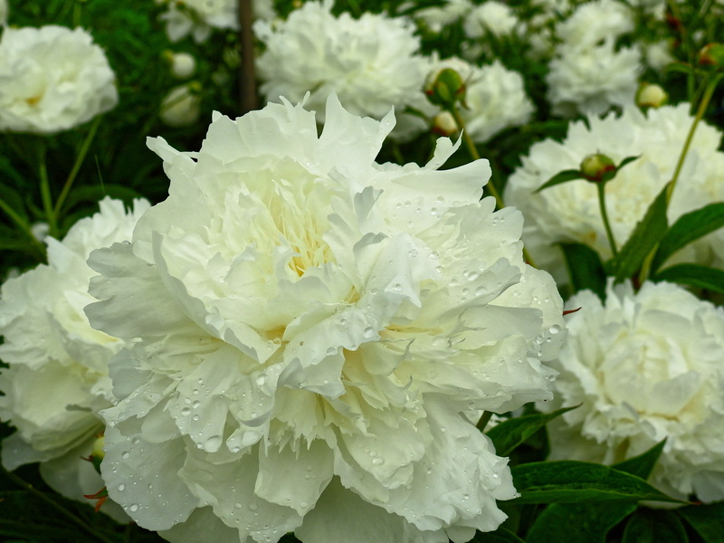 growth, flowering plant, flower head, plant, plant part, Blossom, white, petal, spring, flowers, leaf, 4K, focus on foreground, nature, bunch of flowers