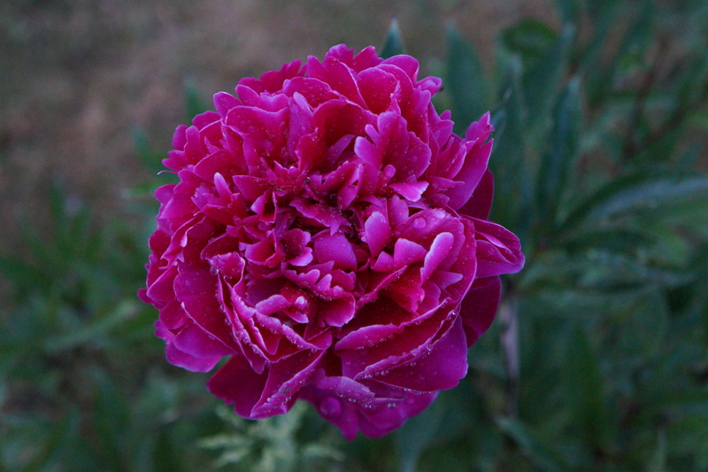 nature, lilac, day, freshness, spring, bloom, purple, bright, vulnerability, pink color, flower head, blossom, beauty in nature, inflorescence, pentecost