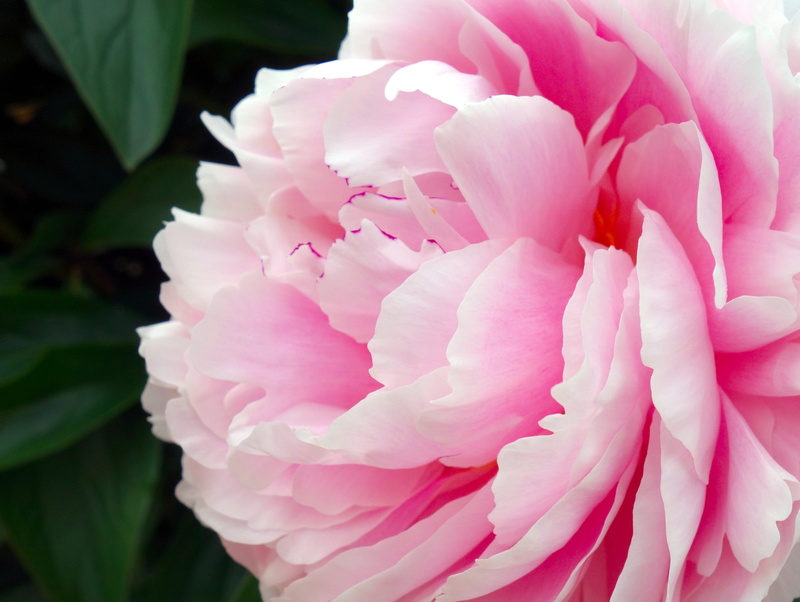 pink color, beauty in nature, plant, growth, photo, springtime, focus on foreground, outdoors, ornamental plant, fragility, petal, lush, paeonia, double flower