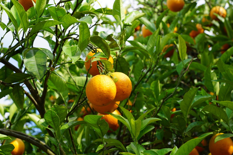 ripe, summer, sweet, mandarin, perfume, fruits, orange - fruit, orange, agriculture, freshness, food and drink, healthy, orange color, cosmetics, plant part
