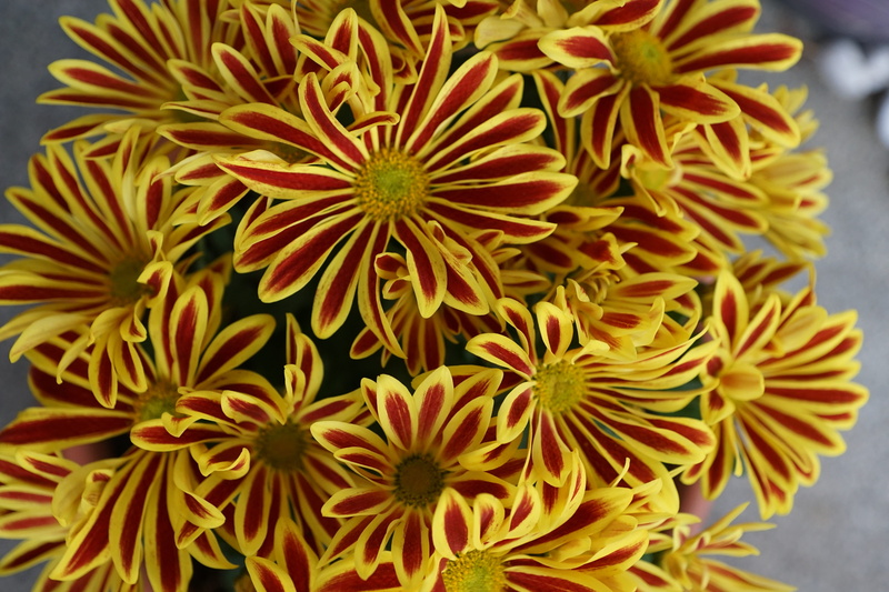 womens day, close-up, beautiful, perfume, petal, fragrance, park, pollen, flowering plant, bouquet, 5K, colorful, aroma, garden, chrysanthemum, cosmetics