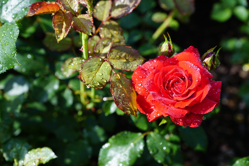 peninsula, spring, rose, preparation, pentecost, wet, cosmetics, beautiful, easter, flowering plant, flower, close-up, medicinal plant, rain, relaxation