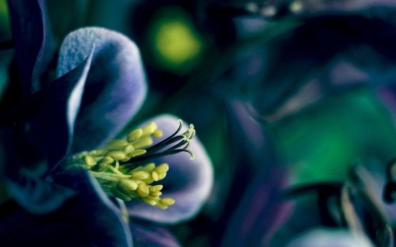 purple, pollen, green color, growth, 1080P, no people, nature, selective focus, macro, columbine, inflorescence, flower head, flower, flowers, close-up