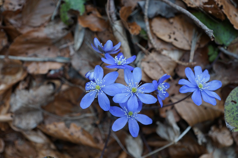 cosmetics, 5K, spa, focus on foreground, selective focus, day, forest, ground, blossom, freshness, spring, close-up, no people, park, aroma, bloom, beauty in nature