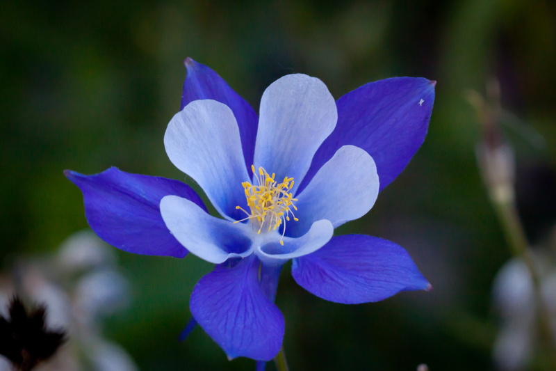 Close-Up, Colorado Blue Columbine, Flowers, 1080P, Blue Flower, Columbine, Earth, Flower