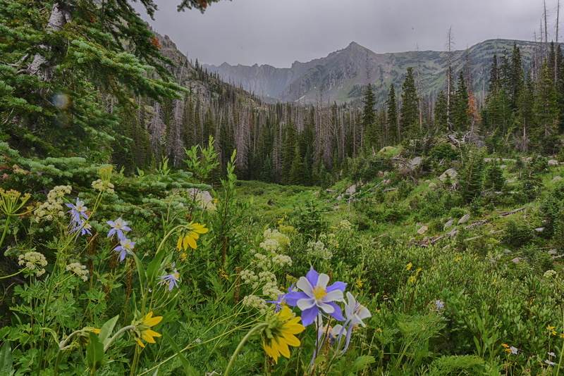 plant, no people, nature, pine tree, farm, colorado rocky, wilderness, scenics - nature, zirkel, woodland, outdoors, wildflower, pine woodland, beauty in nature