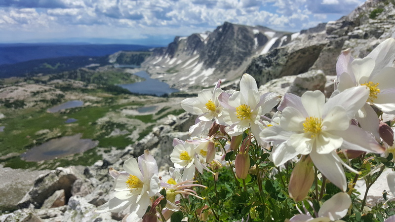 plant, freshness, vulnerability, water, outdoors, flowers, inflorescence, petal, centennial, fragility, white color, lakes, flower, flowering plant, columbine