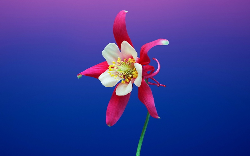 Aquilegia, Flowers, Columbine, 1080P, Pink Flower, Flower, Earth