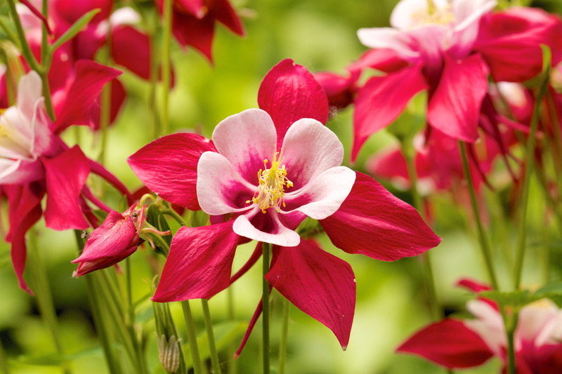 flower, vulnerability, pink color, softness, petal, nature, plant, no people, 5K, beauty in nature, growth, columbine, outdoors, flowers, flowering plant