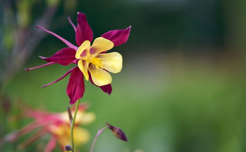 Japan, petal, plant stem, himi, inflorescence, yellow, plant, day, Flower, pink, columbine, freshness, Dreamy, growth, 4K, pollen, selective focus, fragility