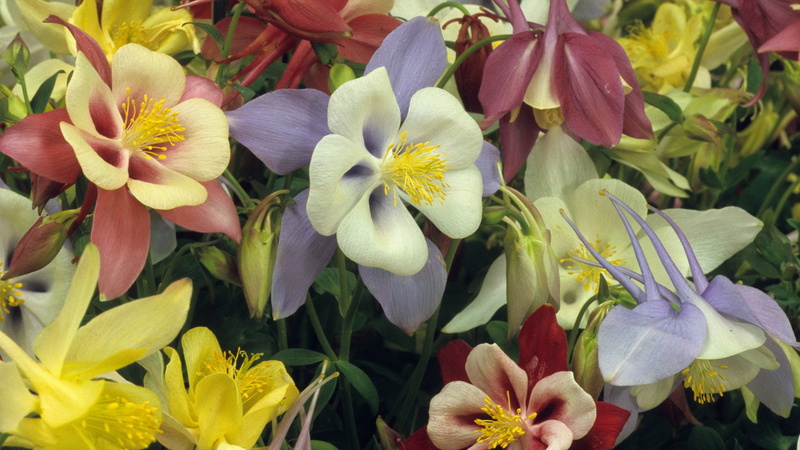 Flower, Flowers, Earth, 1080P, Colorful, Colors, Columbine