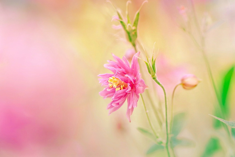 1080P, flower, bokeh, pink, Columbine