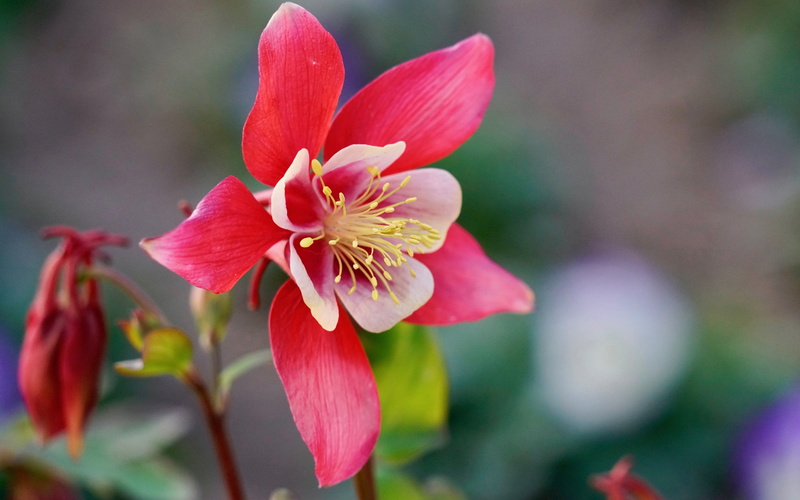 4K, Columbine, Earth, Flowers, Pink Flower, Flower