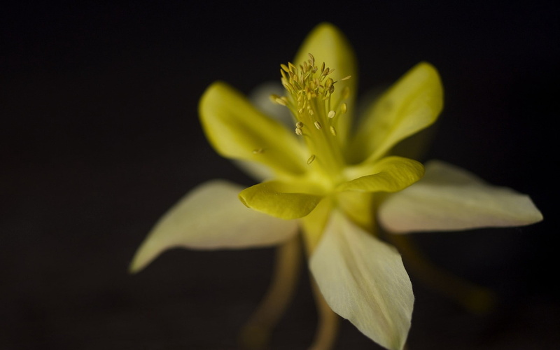 close-up, no people, nature, growth, iris - plant, yellow, black background, plant, beauty in nature, petal, stamens, flower head, vulnerability, 1080P