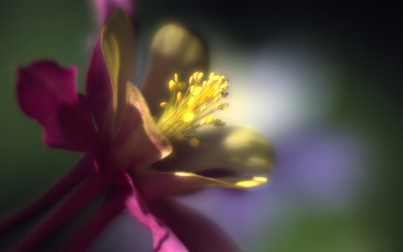 selective focus, freshness, beauty in nature, inflorescence, petals, no people, stem, outdoors, columbine, yellow, vulnerability, close-up, nature, flower