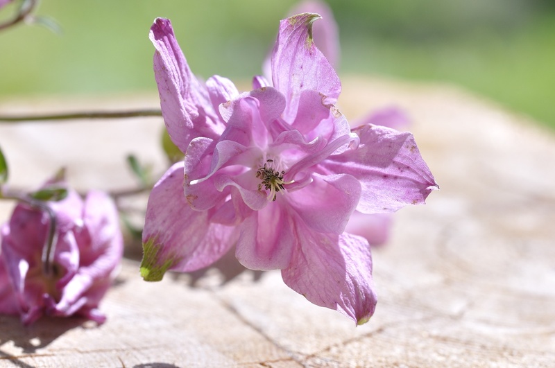 fragility, plant, no people, blossom, vulnerability, outdoors, wild flower, flowering plant, botany, day, pink, springtime, nature, freshness, flower head