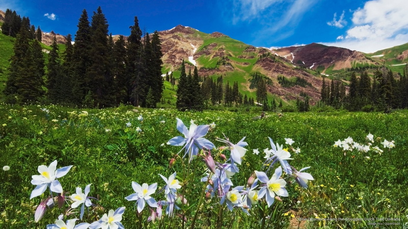 Spring/Summer, gulch, blue, along, 2K, smugglers, columbine, colorado, trail
