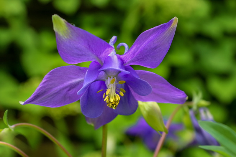 beauty in nature, 2K, purple, springtime, flower, nature, flowering plant, photo, ranunculaceae, green, blossom, focus on foreground, inflorescence, pollen