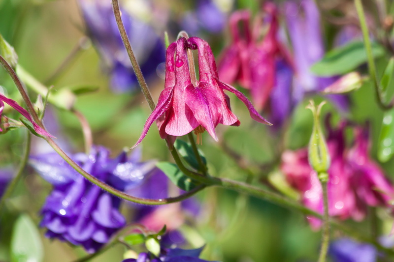 pink color, blue, no people, red, columbine, herbaceous plant, hahnenfußgewächs, pink, nature, close-up, aquilegia, springtime, 4K, flower head, violet