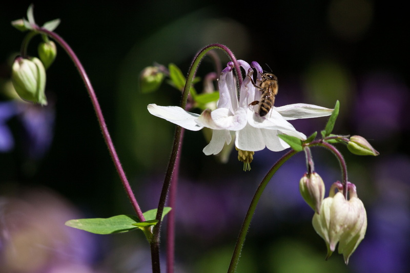 columbine, hahnenfußgewächs, flower arrangement, close-up, freshness, springtime, fragility, garden, bloom, flower, 4K, yellow, honey, beauty in nature