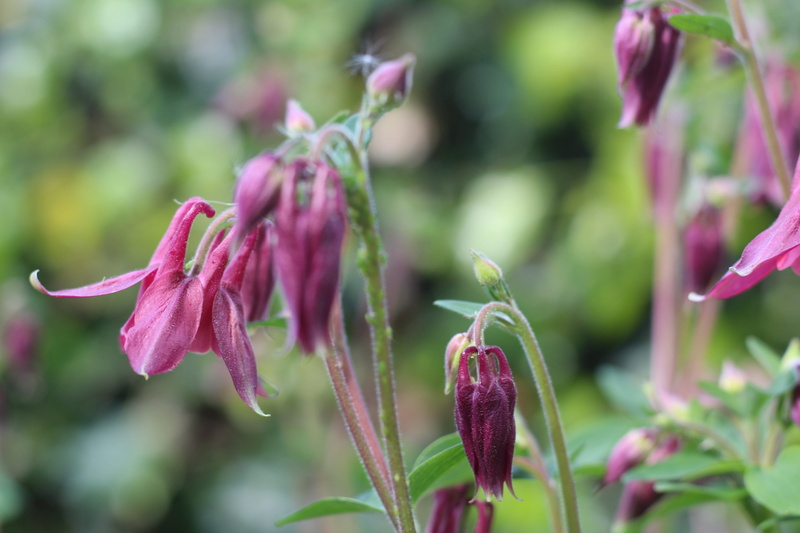 botany, freshness, springtime, spring, fragility, may, grannys bonnet, columbine, sepal, bloom, bud, flowering plant, no people, outdoors, focus on foreground