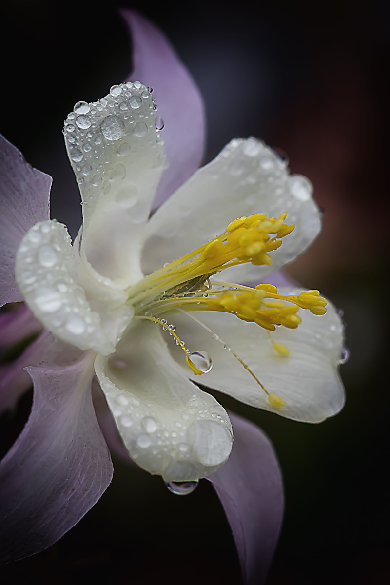 flower, color, macro, Columbine, fragility, 5K, outdoors, beauty in nature, purple, freshness, softness, plant, spring, drop, Raindrop, purity, pollen