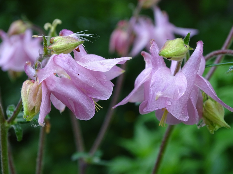 focus on foreground, freshness, softness, petal, fragility, water, no people, common akelei, vulnerability, dew, pink color, nature, beauty in nature, flower
