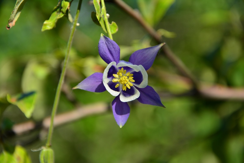 five stars, spring, color, natural beauty, decorative, colors, fragility, day, seeds, vulnerability, flowering plant, beauty in nature, light, outdoors