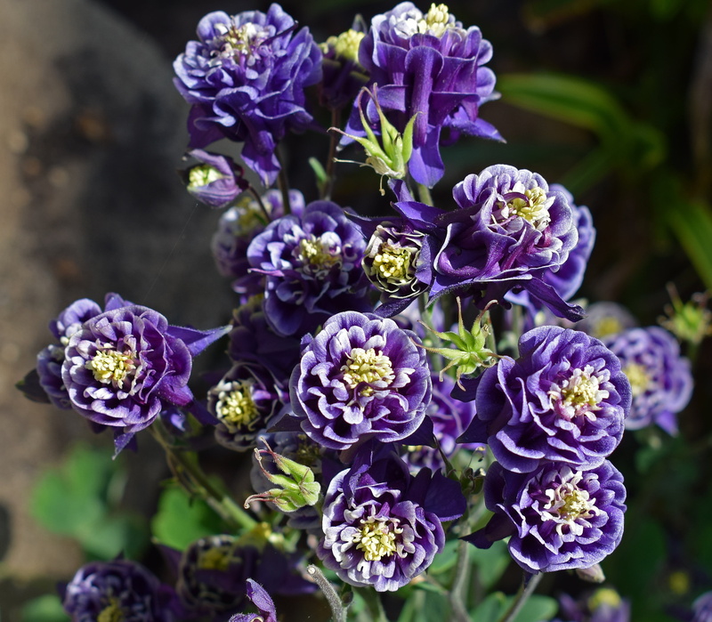 nature, plant, bloom, flowering plant, spring, blossom, fragility, flower, growth, blue, green, hyacinth, double, focus on foreground, inflorescence, vulnerability