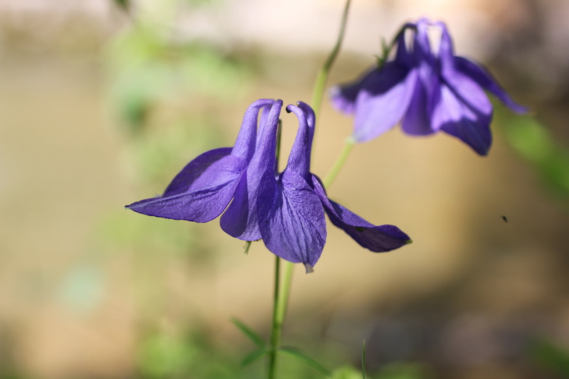 fragility, blossom, sepal, columbine, plant, purple, wild flower, vulnerability, freshness, bloom, no people, growth, 5K, botany, focus on foreground