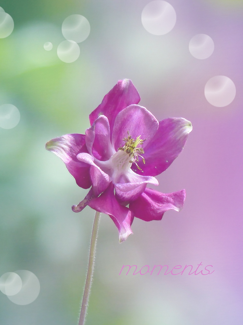 vulnerability, fragility, growth, columbine, plant stem, petal, outdoors, plant, bloom, focus on foreground, flower, flower head, 4K, purple, flowering plant