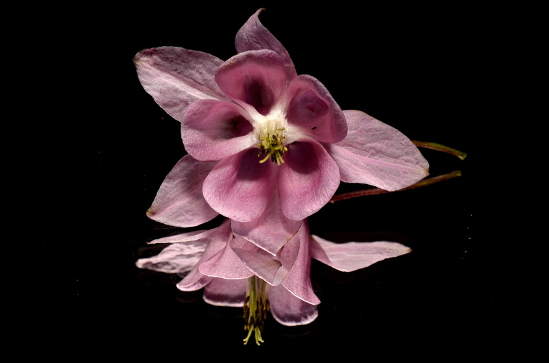 close-up, selective, photo, freshness, vulnerability, pink color, fragility, cut out, mirror, flower, pink, studio shot, inflorescence, focus, growth, beauty in nature