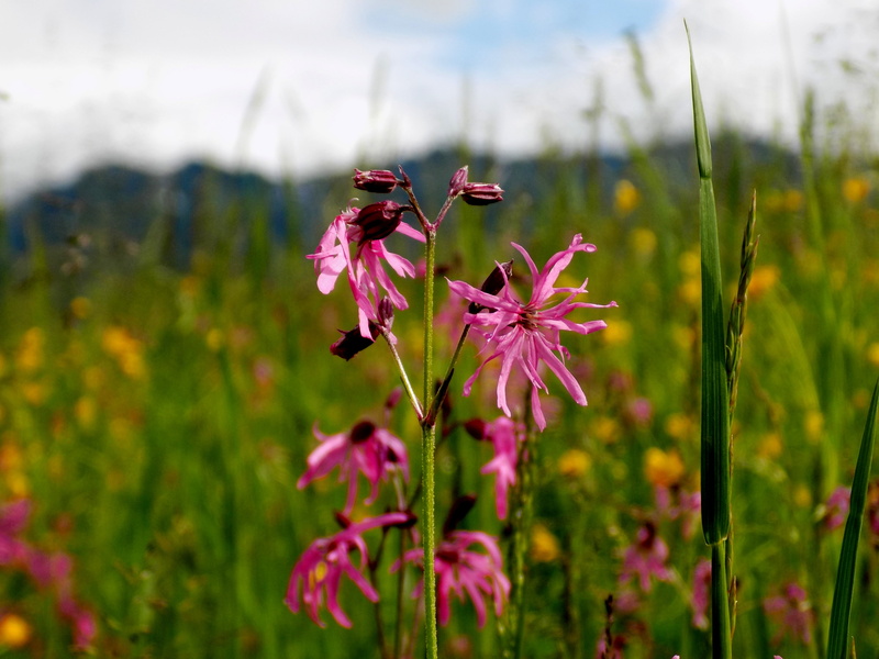 plant, selective focus, outdoors, vulnerability, summer, alpine, growth, close-up, flowering plant, inflorescence, nature, focus on foreground, no people