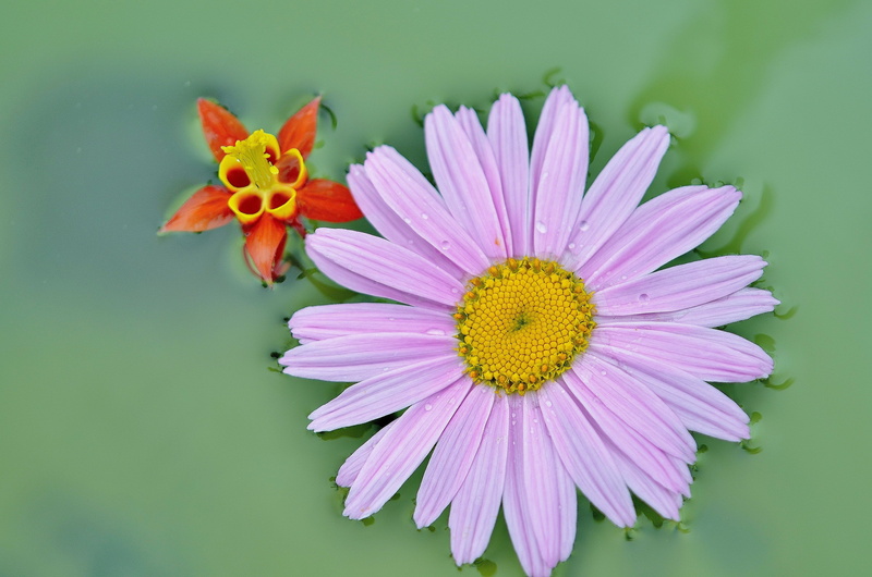 color, inflorescence, daisy, leaf, flower, petal, close-up, plant, flowers, beauty in nature, directly above, colorful, macro, fresh, lilac, 4K, yellow