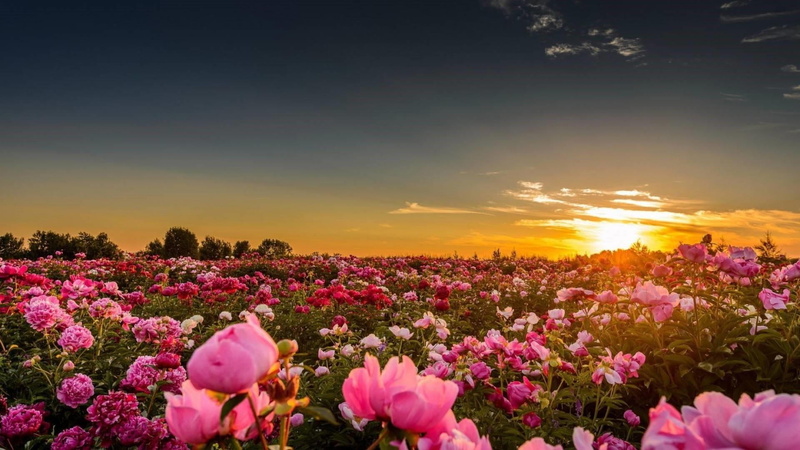 sunset, tranquil scene, paeonia, sun, nature, pink color, flowerbed, no people, blossom, pion, sky, grass, flower, beauty in nature, fragility, land, freshness